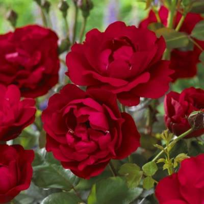 Роза штамбовая Нина Вейбул - Dolinasad.by