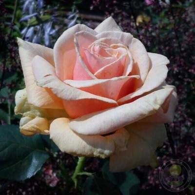 Роза Роял Бьюти - Dolinasad.by