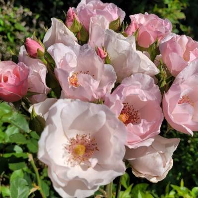 Роза Пинк пилар - Dolinasad.by