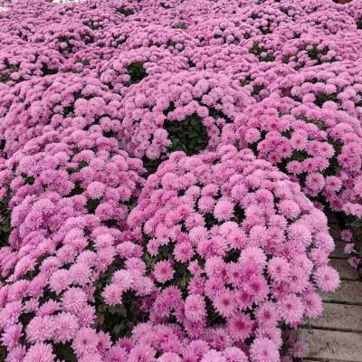 Хризантема мультифлора Пинк - Dolinasad.by