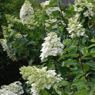 Гортензия метельчатая Киушу, С3 - Dolinasad.by