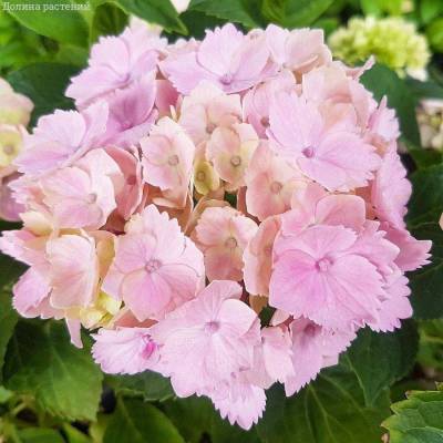 Гортензия крупнолистная Пинк Сенсейшн, С2 - Dolinasad.by