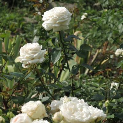 Роза Корснода - Dolinasad.by