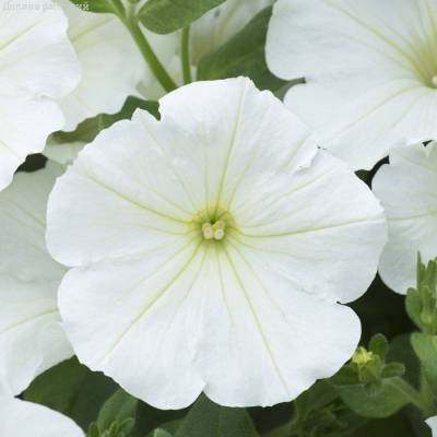 Петуния Оватион Вайт - Dolinasad.by
