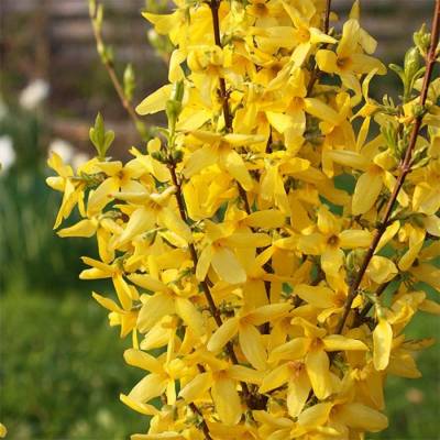 Форзиция промежуточная Курталин, С3 - Dolinasad.by