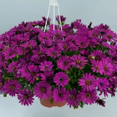 Остеоспермум Копакт Пурпл - Dolinasad.by