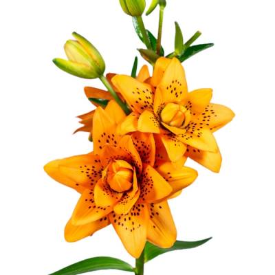 Лилия Датч Дизайн - Dolinasad.by