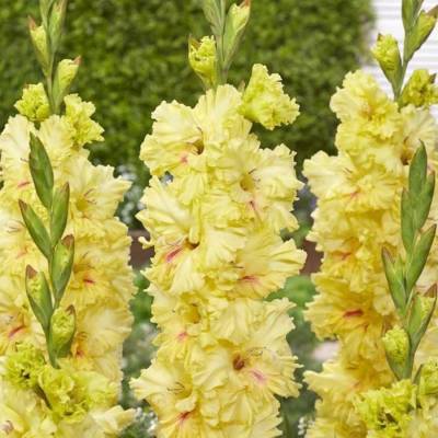 Гладиолус Бернинг Санрайс - Dolinasad.by