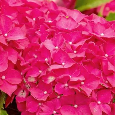 Гортензия крупнолистная Ребелион Феррари Лав - Dolinasad.by
