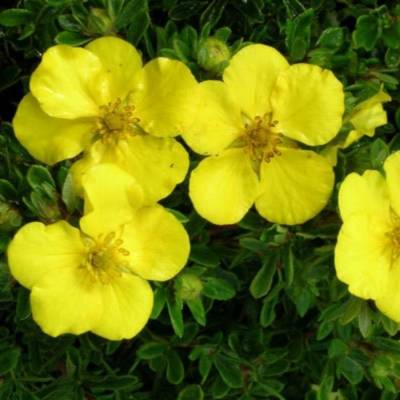 Лапчатка кустарниковая Голдтеппич, С1,5 - Dolinasad.by