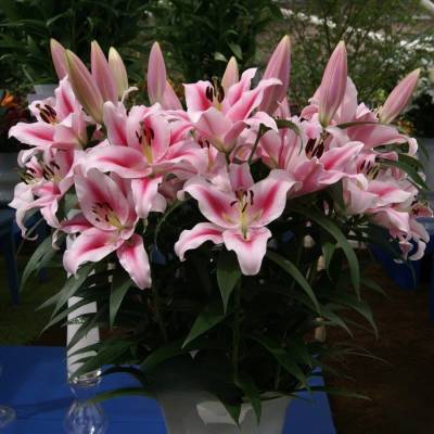 Лилия Фронтера Лилия Фронтера - Dolinasad.by