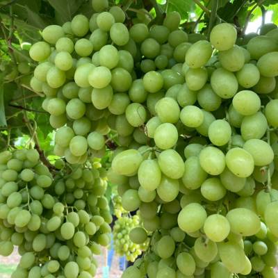 Виноград Регал - Dolinasad.by