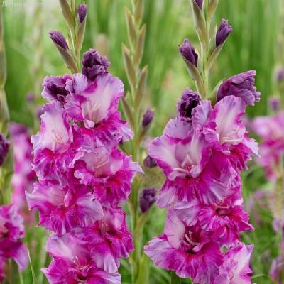 Гладиолус Фиолетовое искусство - Dolinasad.by