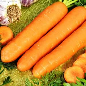 Морковь Хрустишка-зайчишка фото