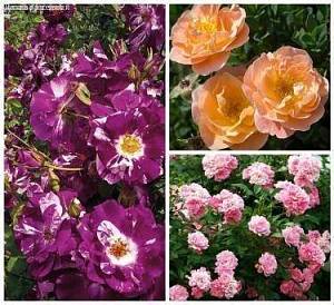 Набор Почвопокровных роз (Зе Фейри,Седана,Пурпл Мини) фото