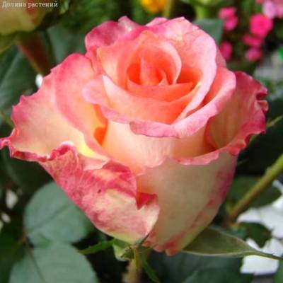 Роза Дуэт в горшке - Dolinasad.by