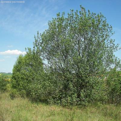 Ива козья, С3 Ива козья, С3 - Dolinasad.by