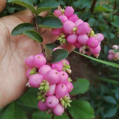 Снежноягодник  Хэнкок, С1,5 - Dolinasad.by