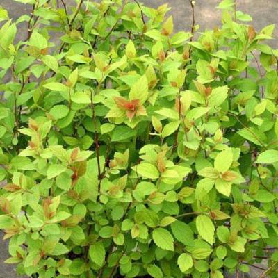 Спирея японская Манон, С2 - Dolinasad.by