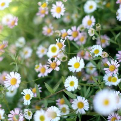 Мелколепестник (эригерон) карвинского Блютэнмеер - Dolinasad.by