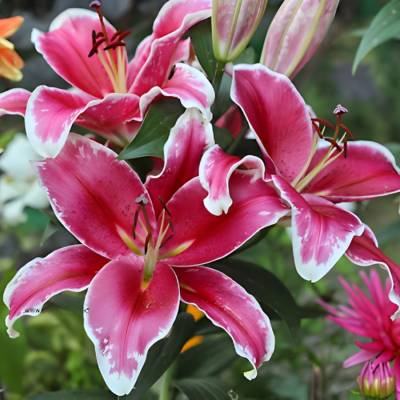 Лилия Гаучо - Dolinasad.by