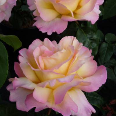 Роза штамбовая Глория Дей - Dolinasad.by