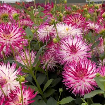 Георгина Датч Эксплоужн - Dolinasad.by