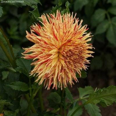 Георгина Марканти - Dolinasad.by