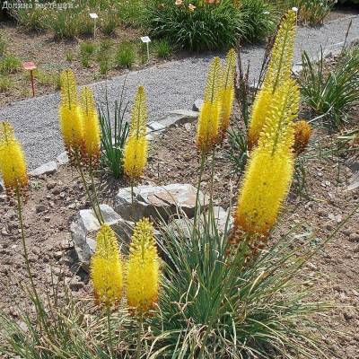 Эремурус Желтый - Dolinasad.by