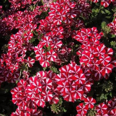 Вербена Дип Ред Стар - Dolinasad.by