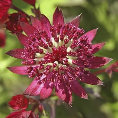 Астранция Дарк Шайни Айз - Dolinasad.by