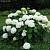 Гортензия древовидная Аннабель, С2 - Dolinasad.by