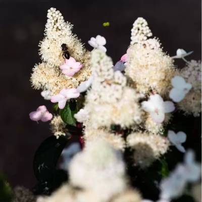 Гортензия метельчатая Инфинити, С3 - Dolinasad.by