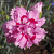 Гвоздика перистая Мэгги , P9 фото