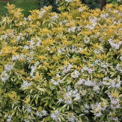 Шуазия троичатая Голдфингер Шуазия троичатая Голдфингер - Dolinasad.by