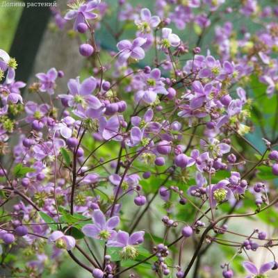 Василистник делавея - Dolinasad.by