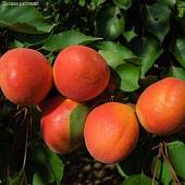 Абрикос Роксана - Dolinasad.by