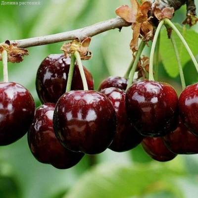 Черешня Бурлат - Dolinasad.by