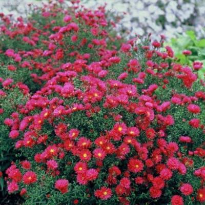 Астра новоанглийская Кримсон Брокад - Dolinasad.by