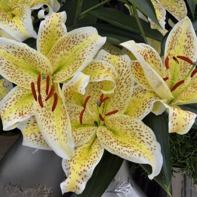 Лилия Тигермун Лилия Тигермун - Dolinasad.by