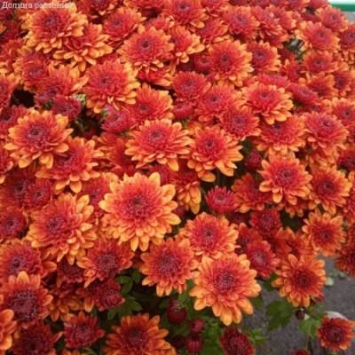 Хризантема мультифлора Джи Джи Оранж - Dolinasad.by