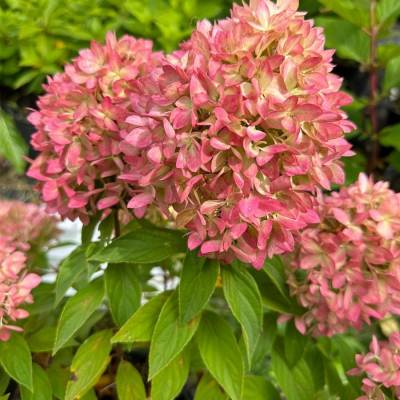 Гортензия метельчатая Би Грин, С2 - Dolinasad.by