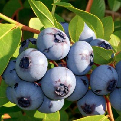 Голубика Чандлер - Dolinasad.by