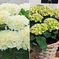 Комплект крупнолистных гортензий Весна - Dolinasad.by