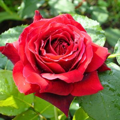 Роза Алматинка в горшке - Dolinasad.by