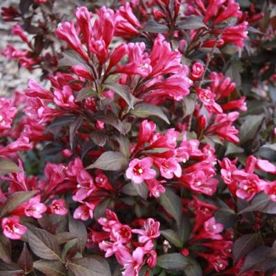 Вейгела цветущая Блэк Руби - Dolinasad.by