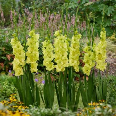 Гладиолус Кио - Dolinasad.by