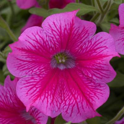 Петуния Престо Хот Роуз Пинк - Dolinasad.by