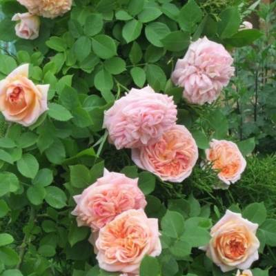 Роза Алхимик в горшке - Dolinasad.by