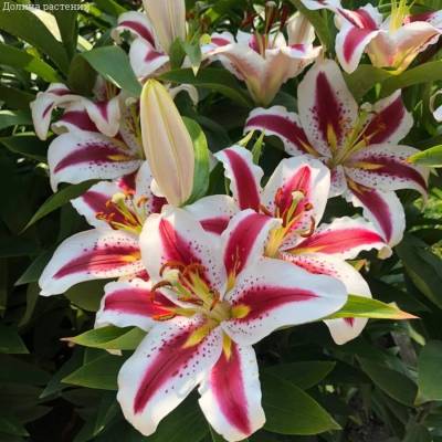 Лилия Биг Смайл Лилия Биг Смайл - Dolinasad.by